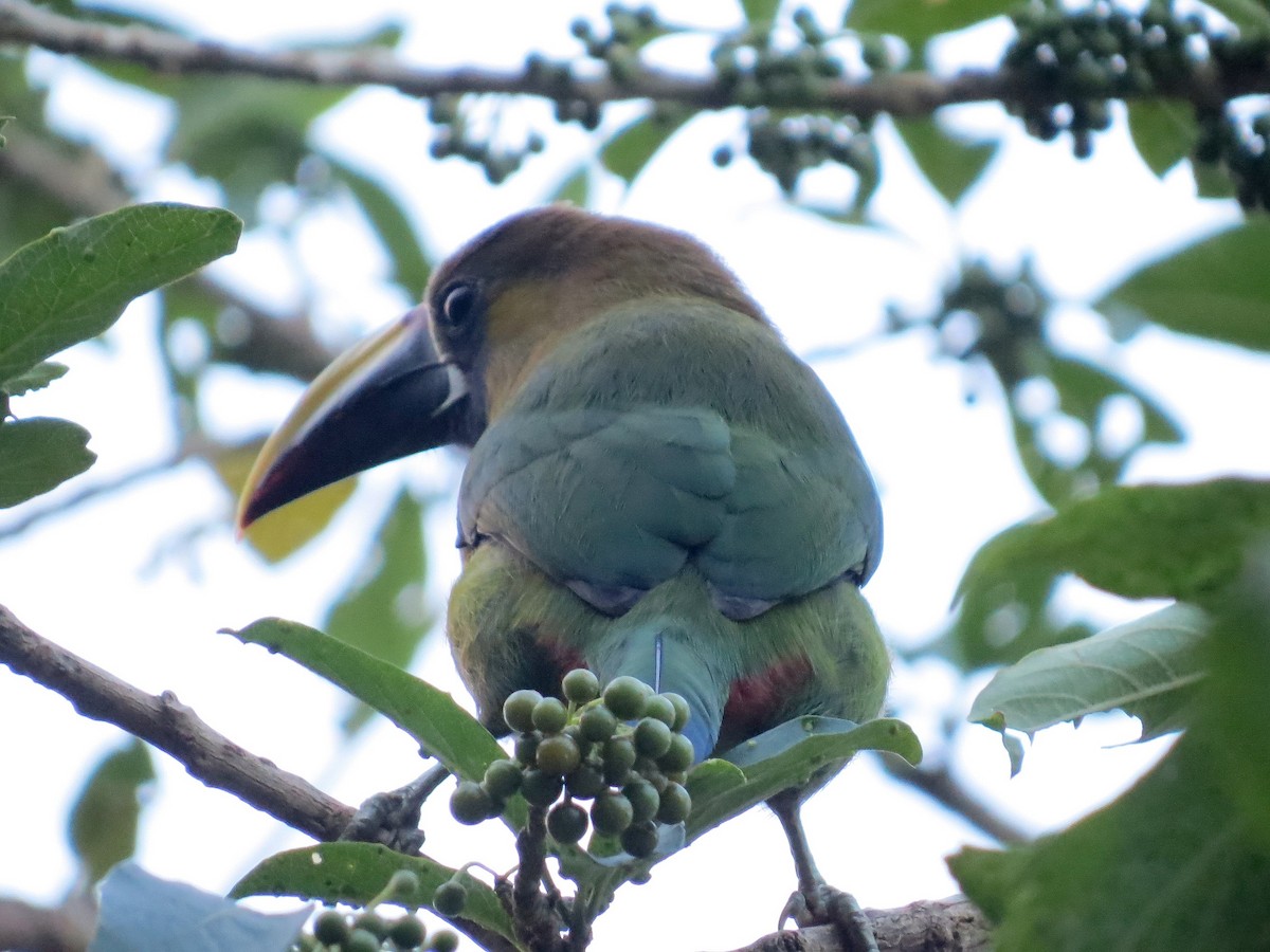 arassari smaragdový - ML630884147