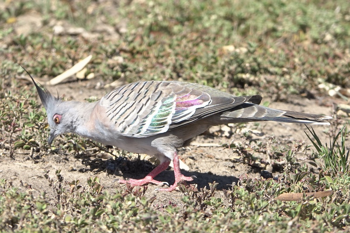 Crested Pigeon - ML630884264