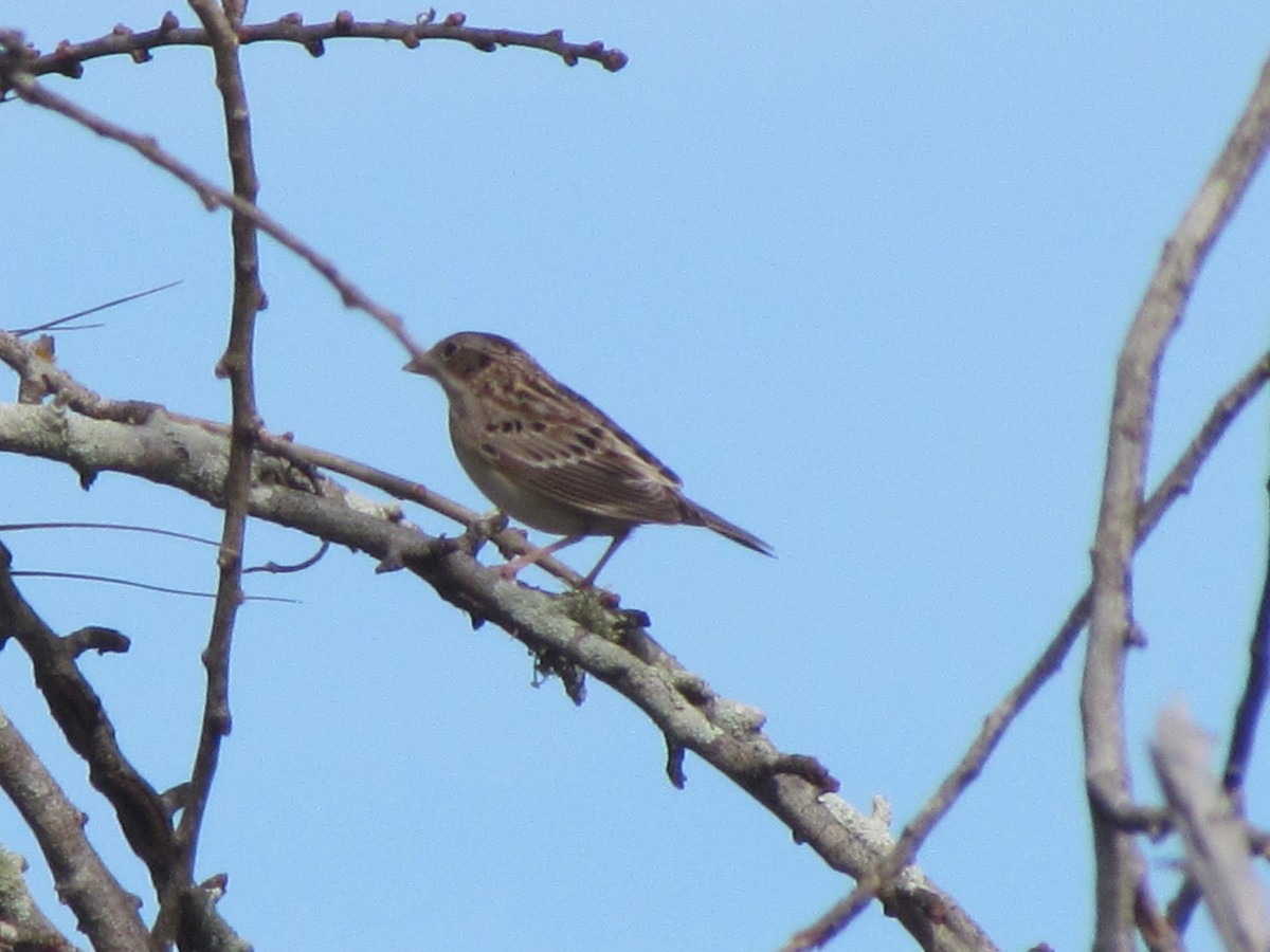 Grasshopper Sparrow - ML630884265