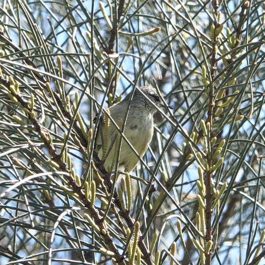 Yellow-rumped Thornbill - ML630884293