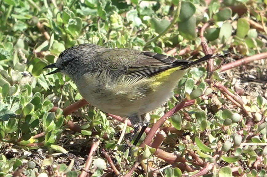 Yellow-rumped Thornbill - ML630884294