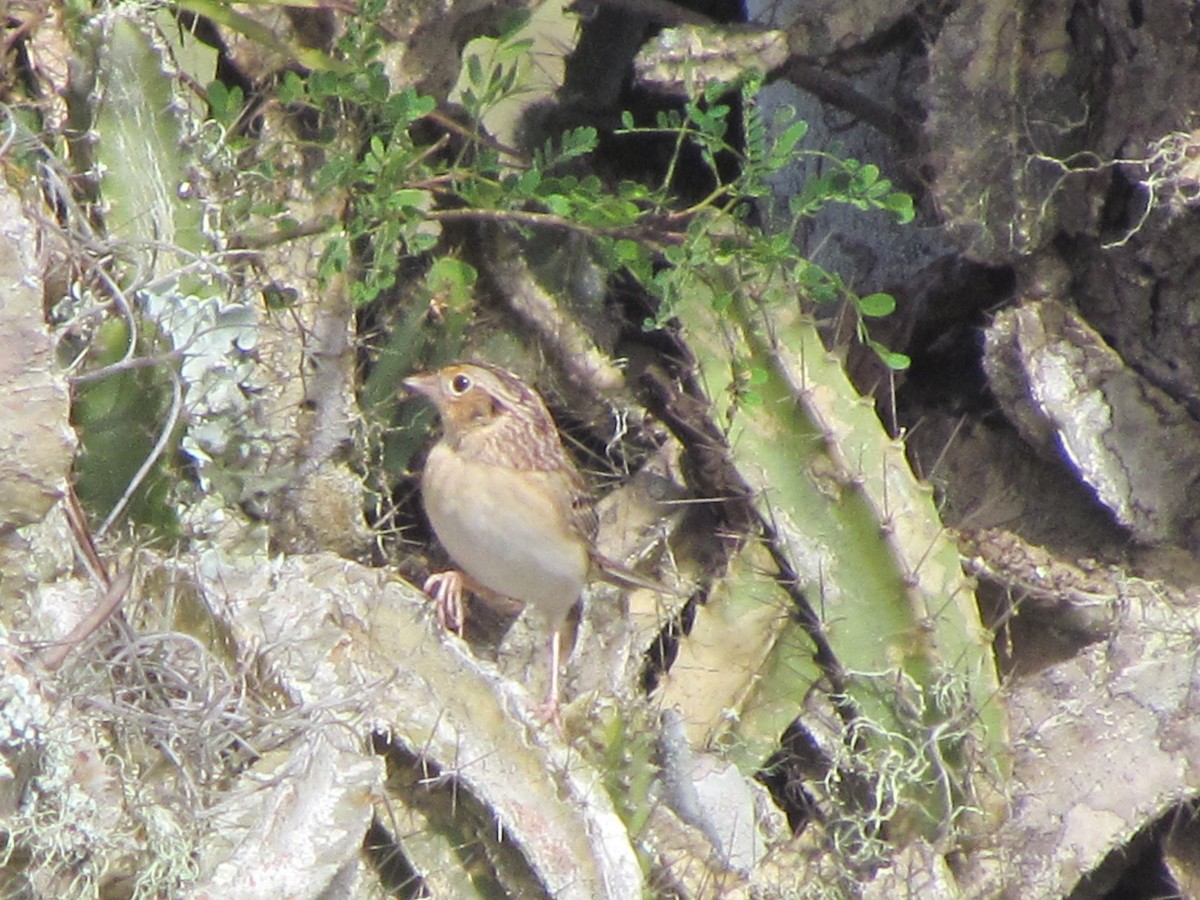 Grasshopper Sparrow - ML630884324