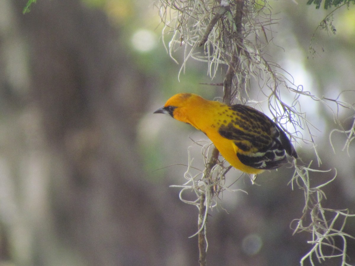 Streak-backed Oriole - ML630884513