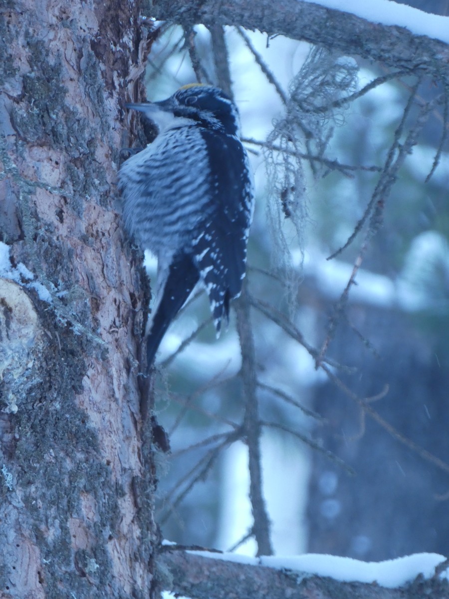 American Three-toed Woodpecker - ML630884531