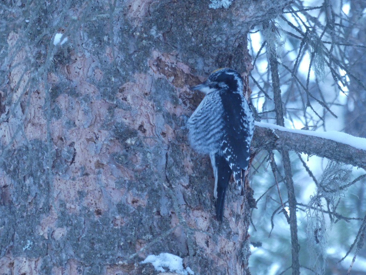 American Three-toed Woodpecker - ML630884535
