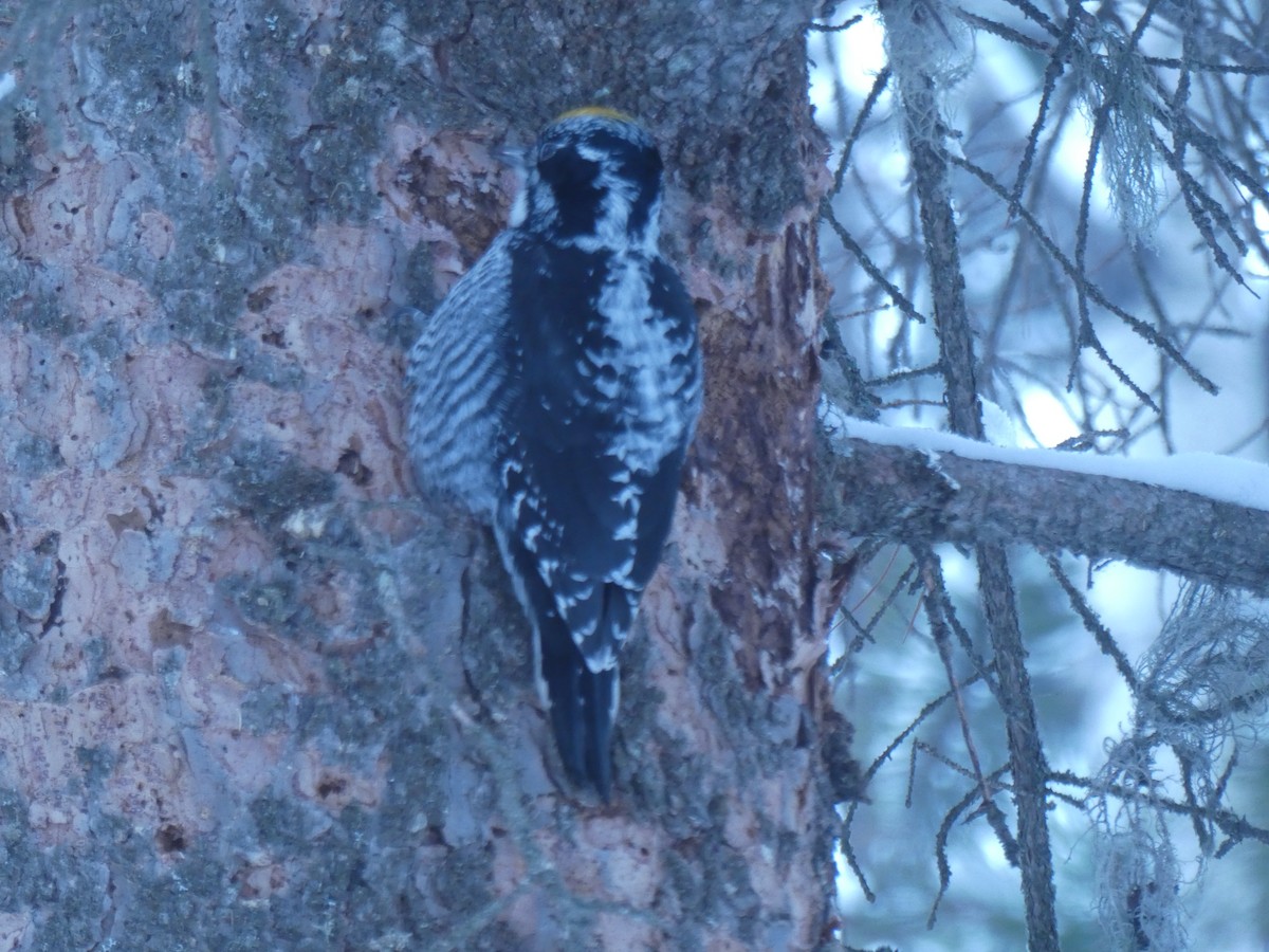 American Three-toed Woodpecker - ML630884536