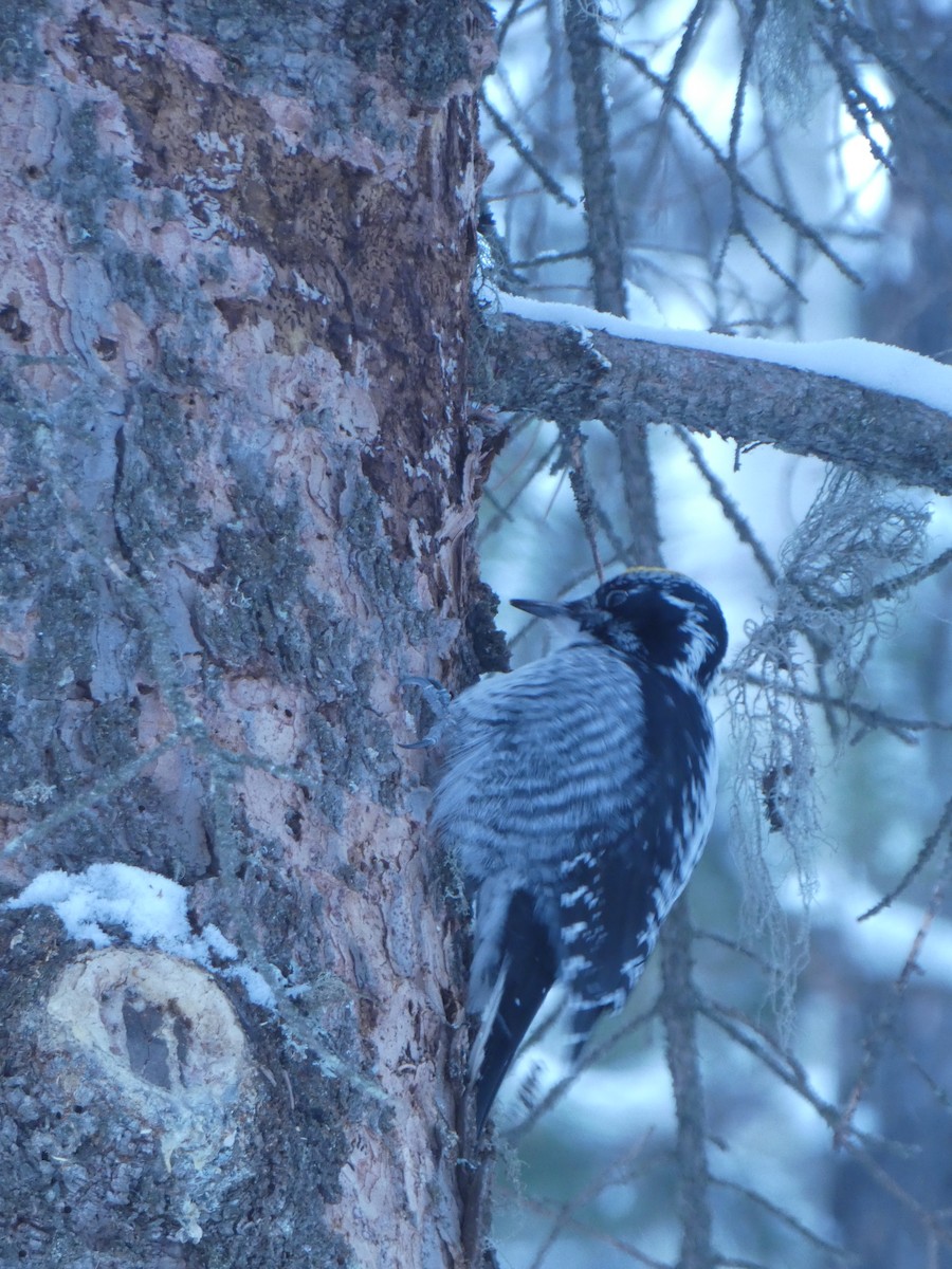 American Three-toed Woodpecker - ML630884537