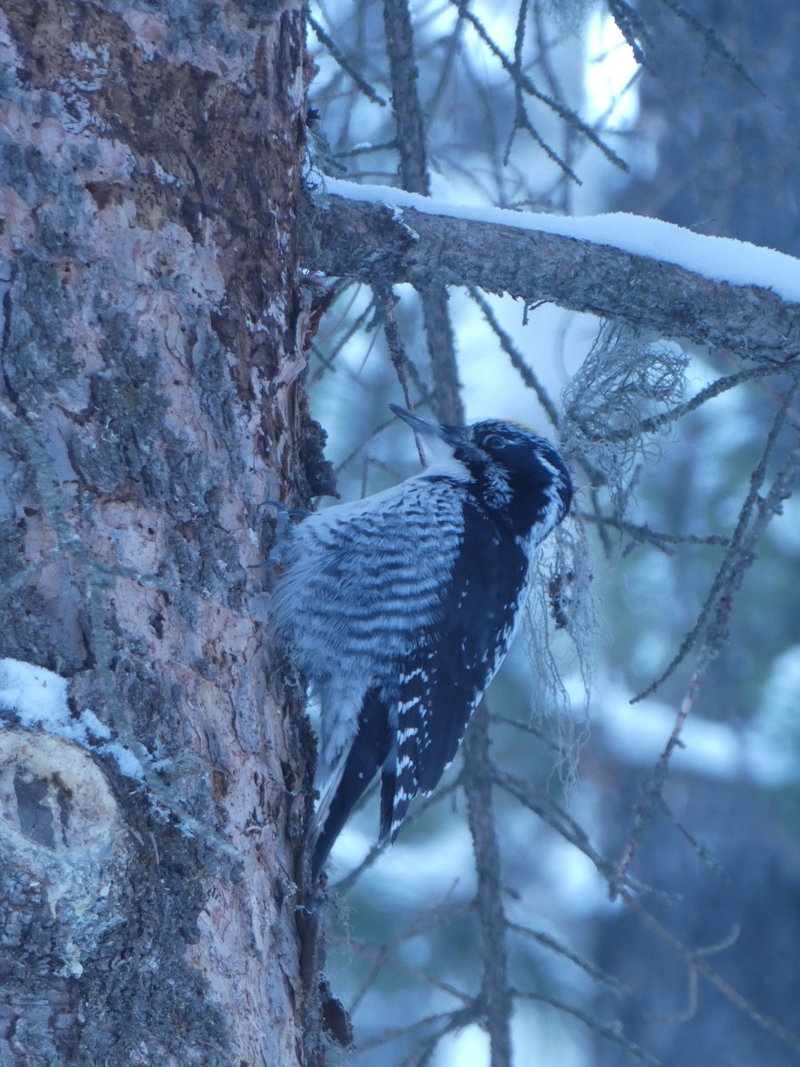 American Three-toed Woodpecker - ML630884538