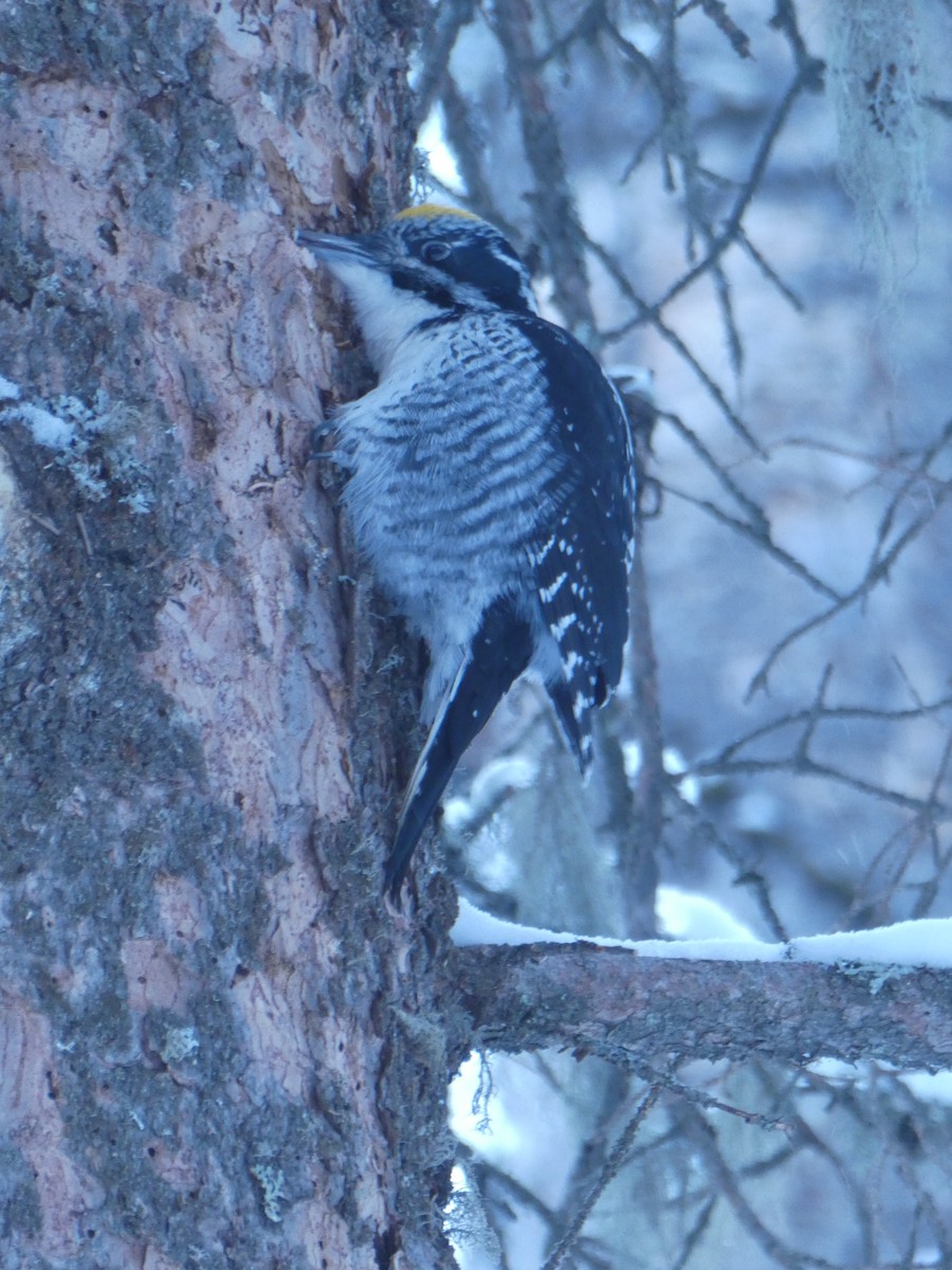 American Three-toed Woodpecker - ML630884539