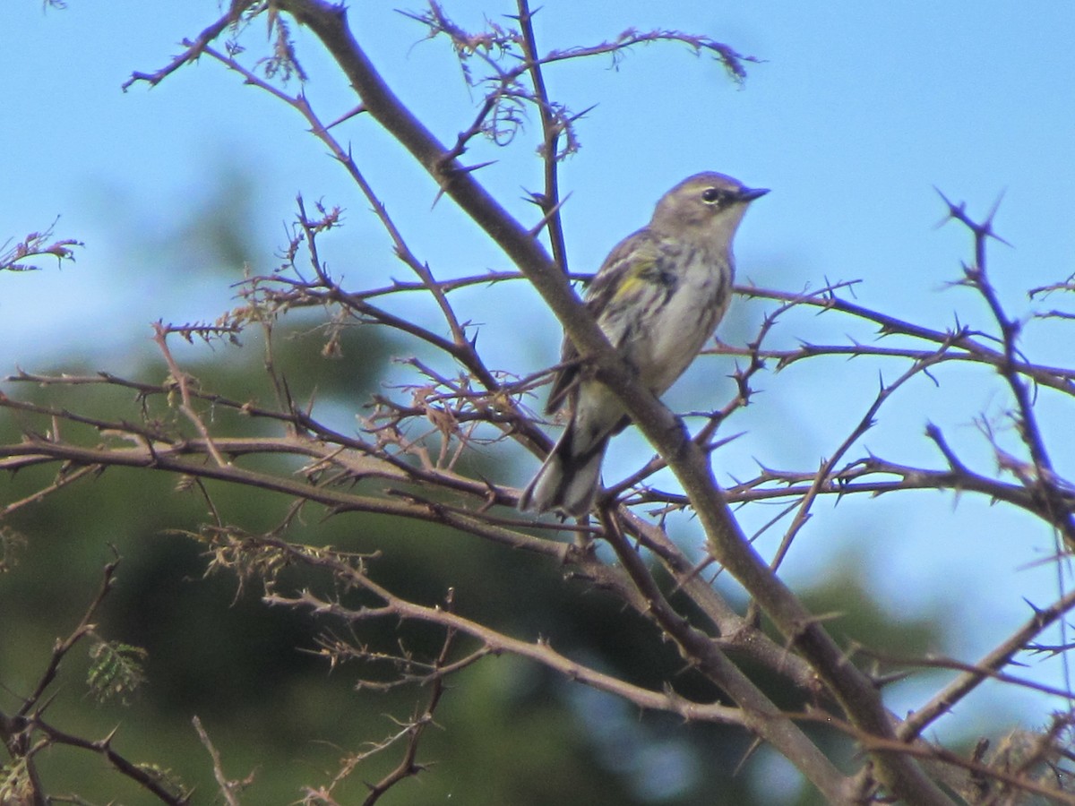 Yellow-rumped Warbler (Myrtle) - ML630884649