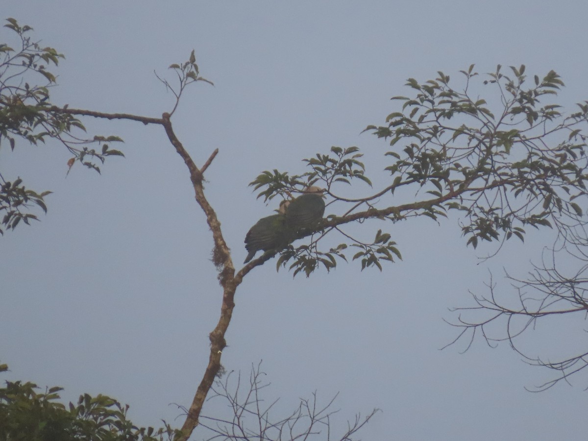 Green Imperial-Pigeon (Green) - ML630884897