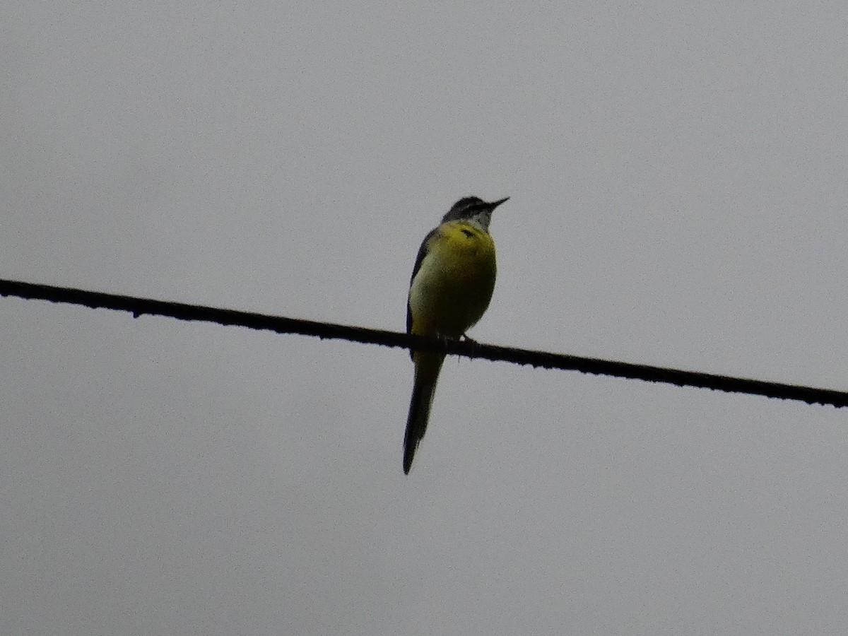 Ballerina gialla - ML630885265