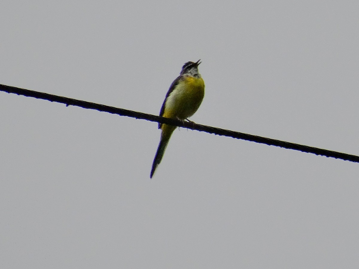 Ballerina gialla - ML630885266