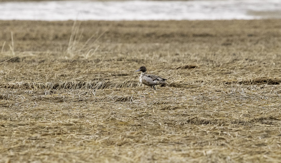 Northern Pintail - ML630885463