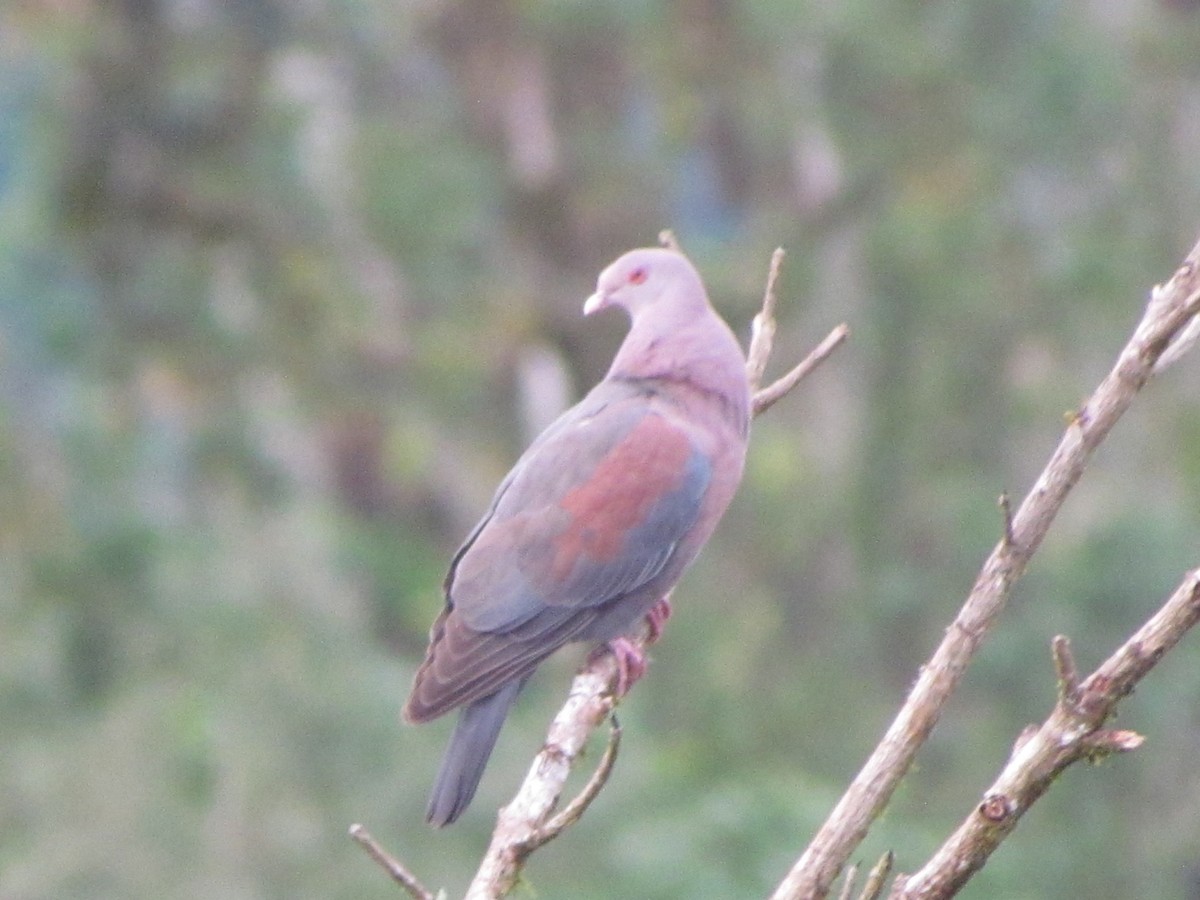 Red-billed Pigeon - ML630885567