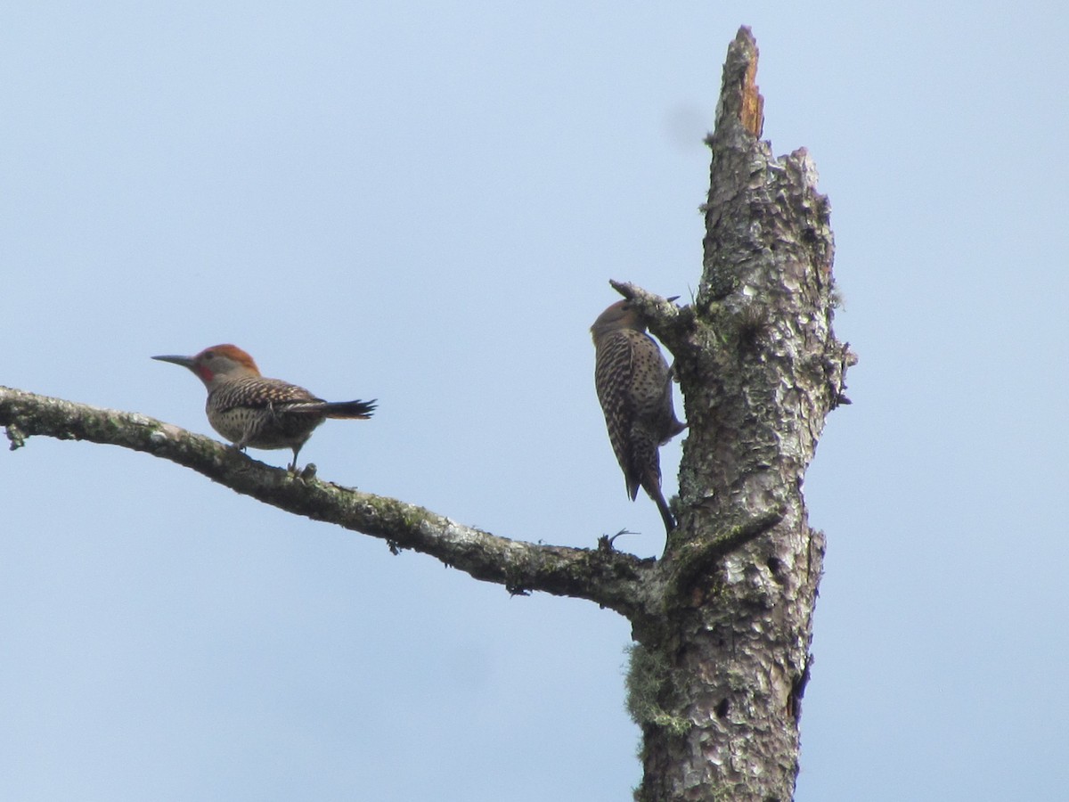 Guatemalan Flicker - ML630885683