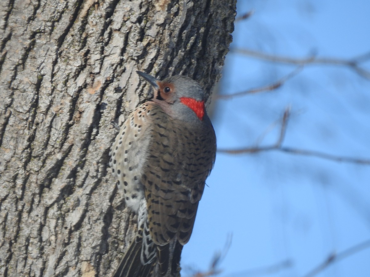 Northern Flicker - ML630885738