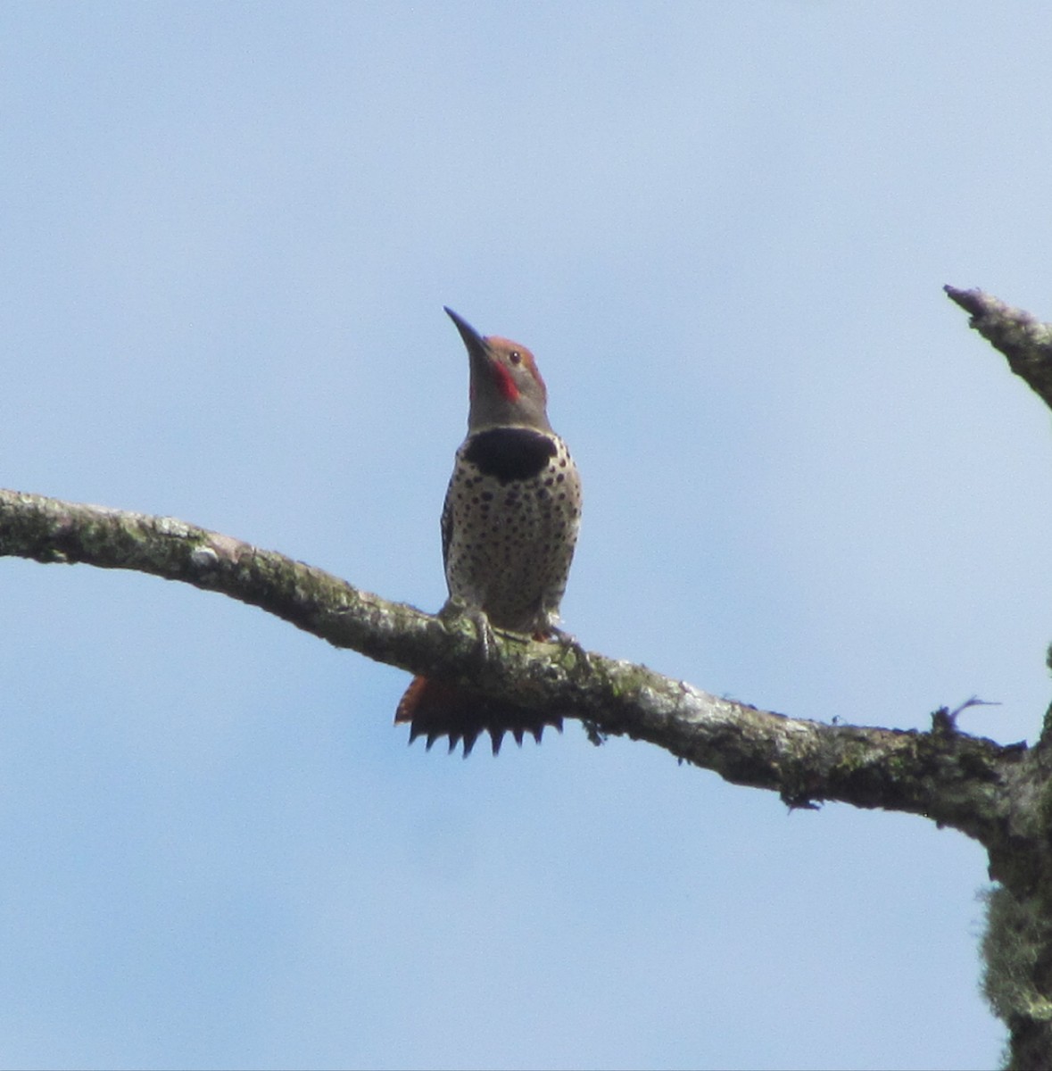 Guatemalan Flicker - ML630885794