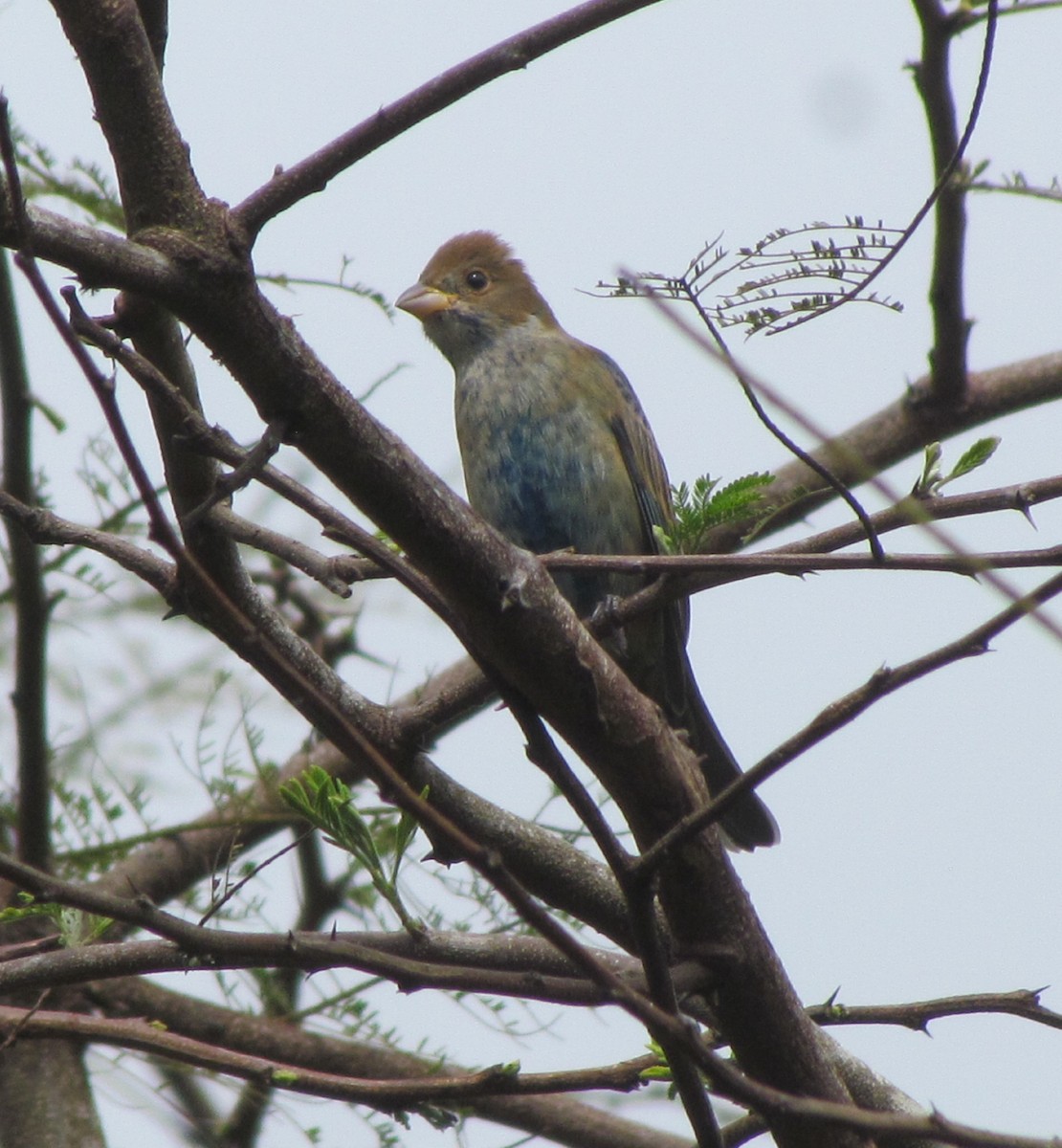 Indigo Bunting - ML630885876
