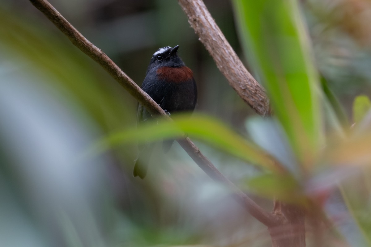 Maroon-belted Chat-Tyrant - ML630885908