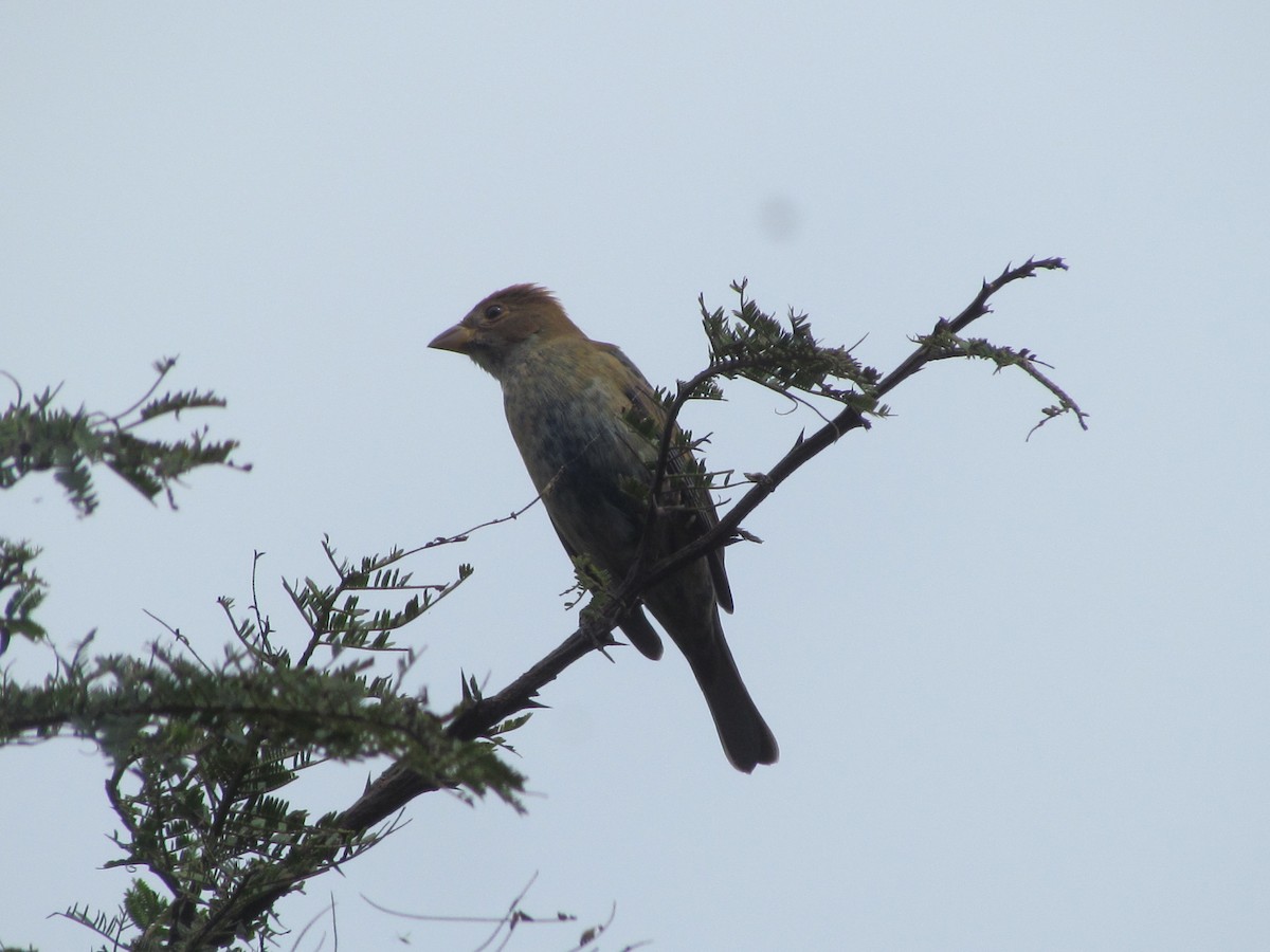 Indigo Bunting - ML630885926