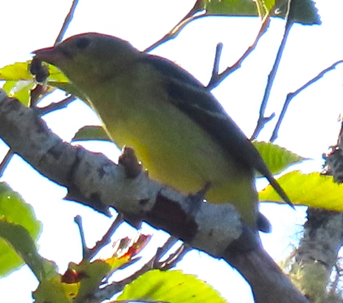 Western Tanager - ML630886402