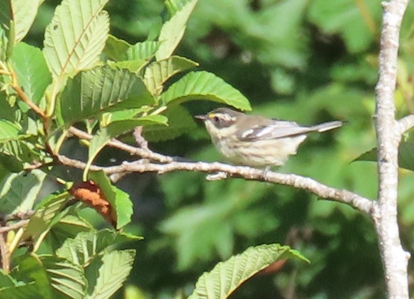 Black-throated Gray Warbler - ML630886413