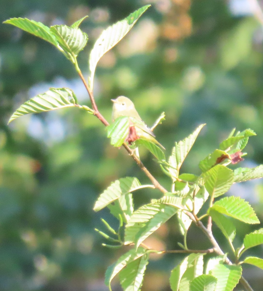 Yellow Warbler - ML630886423