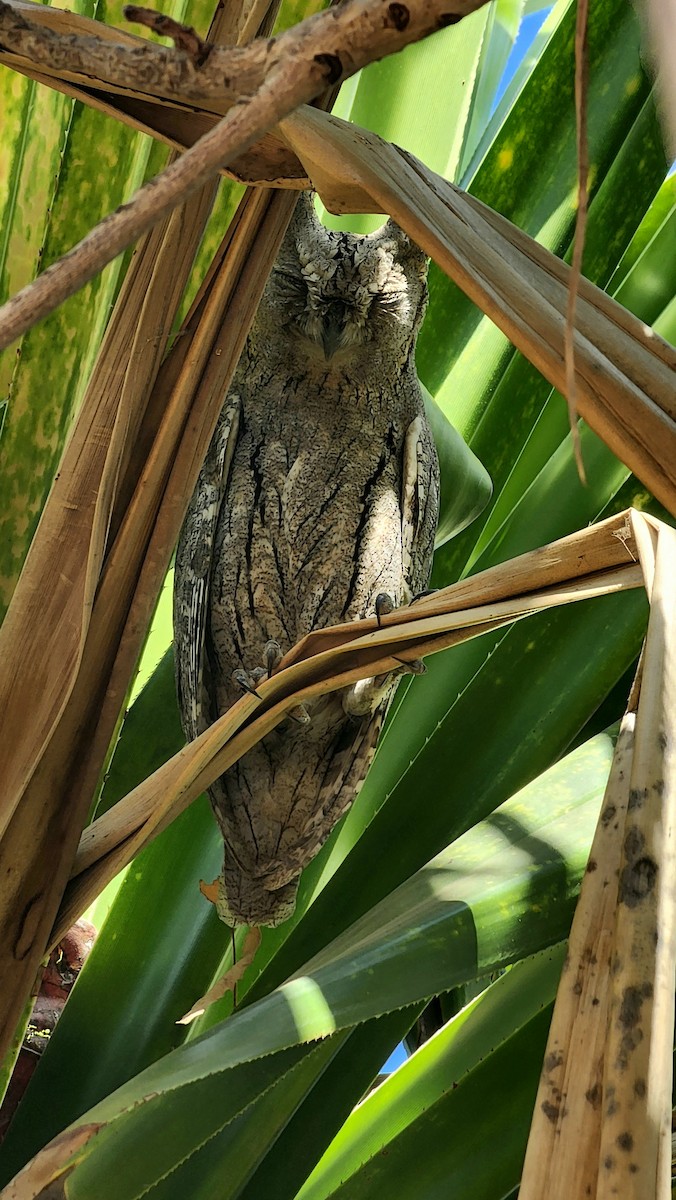 Pallid Scops-Owl - ML630886508