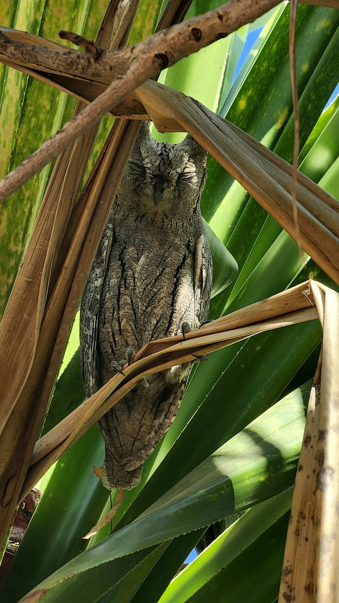 Pallid Scops-Owl - ML630886509