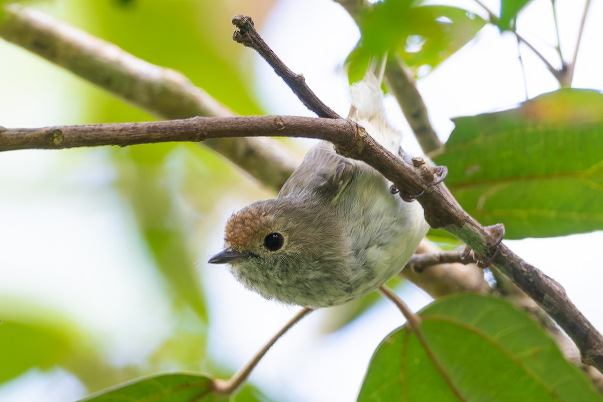 Brown Thornbill - ML630886710