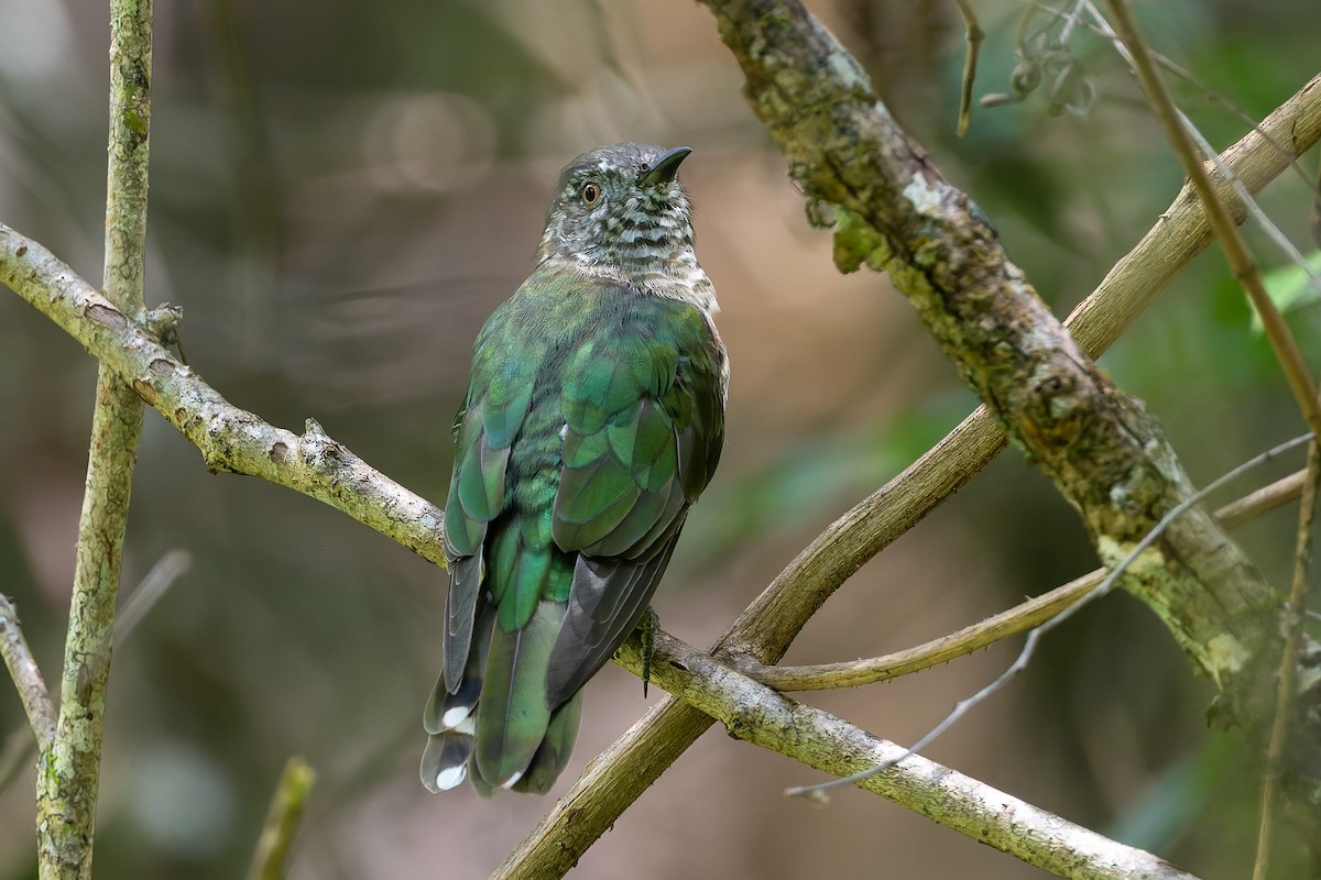 Shining Bronze-Cuckoo - ML630886734