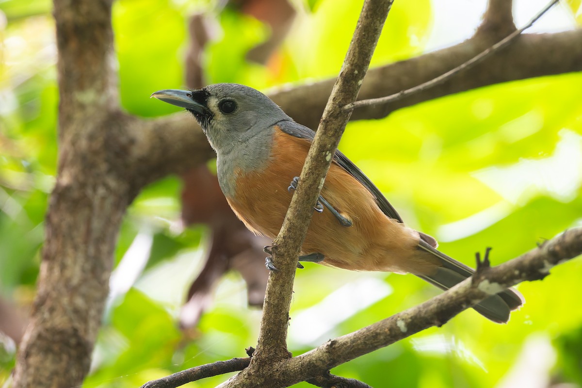 Black-faced Monarch - ML630886744