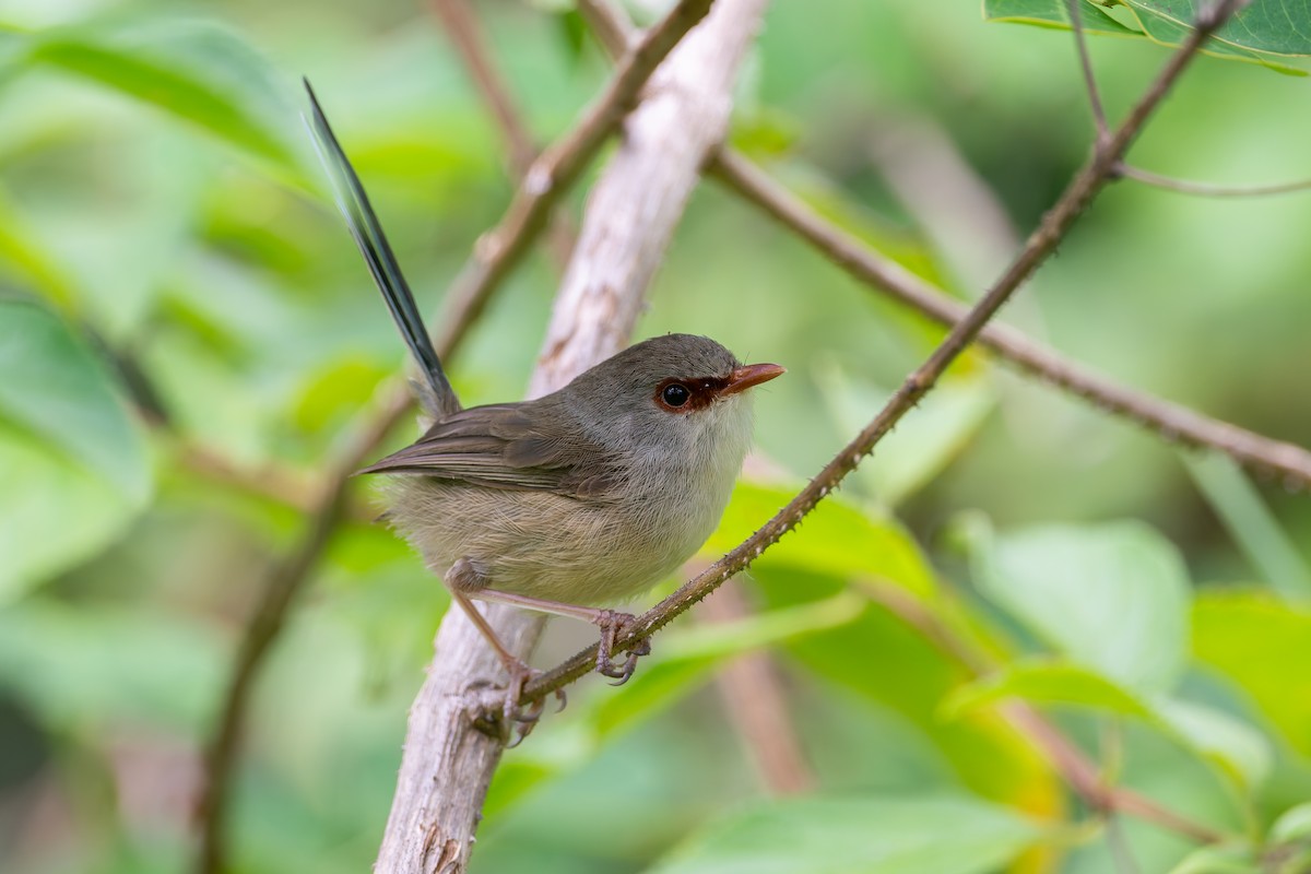 Variegated Fairywren - ML630886773