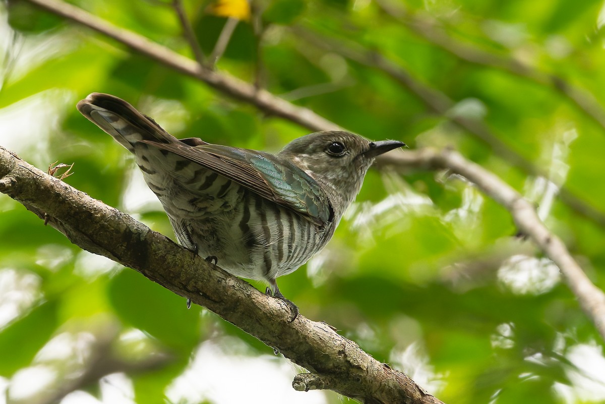 Shining Bronze-Cuckoo - ML630886777