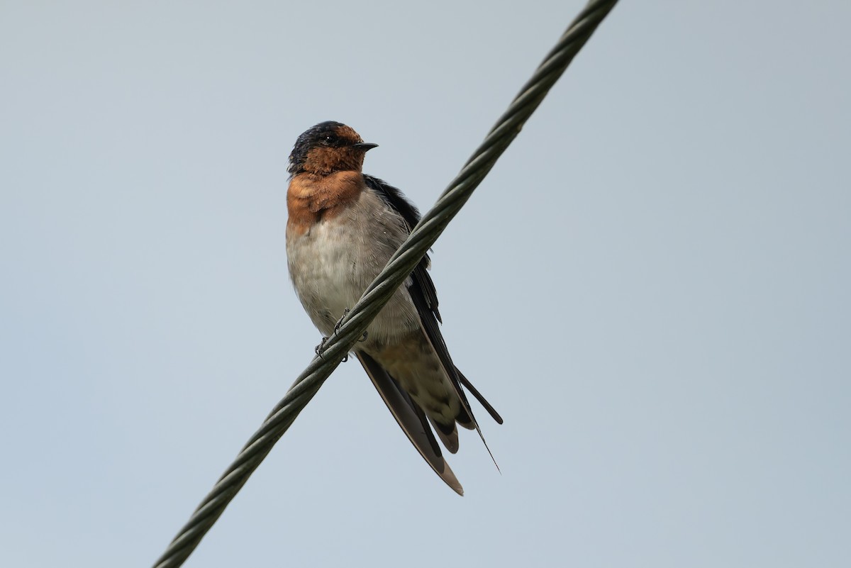 Hirondelle messagère - ML630887019