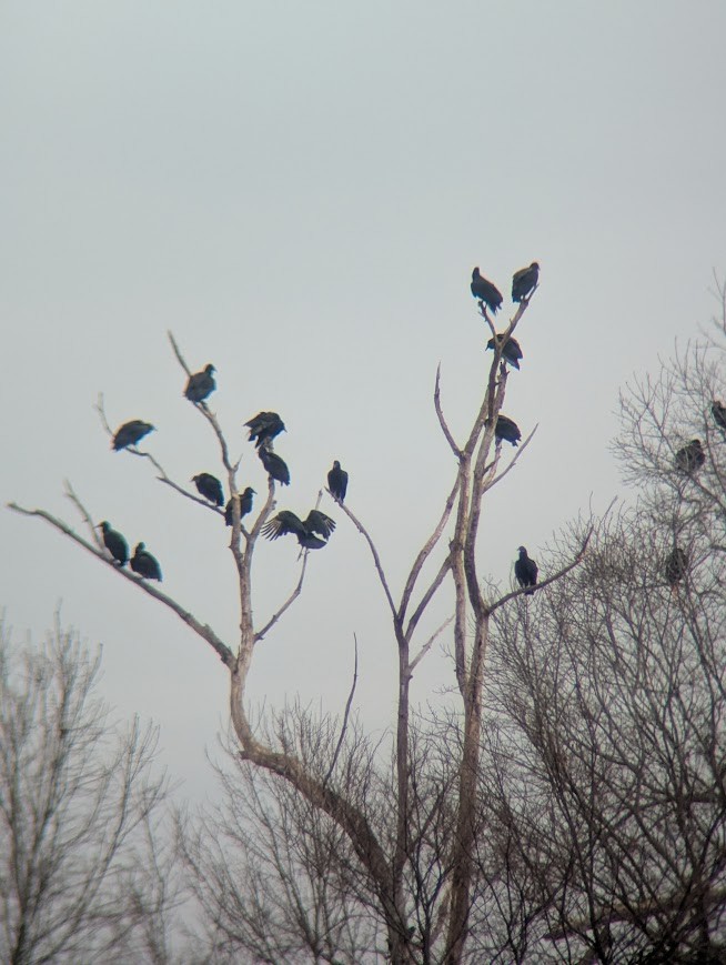Black Vulture - ML630887058