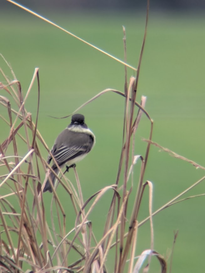 Eastern Phoebe - ML630887086