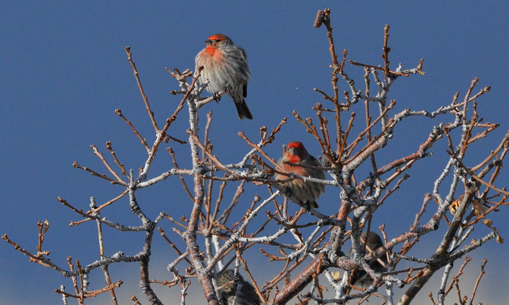House Finch - ML630887089