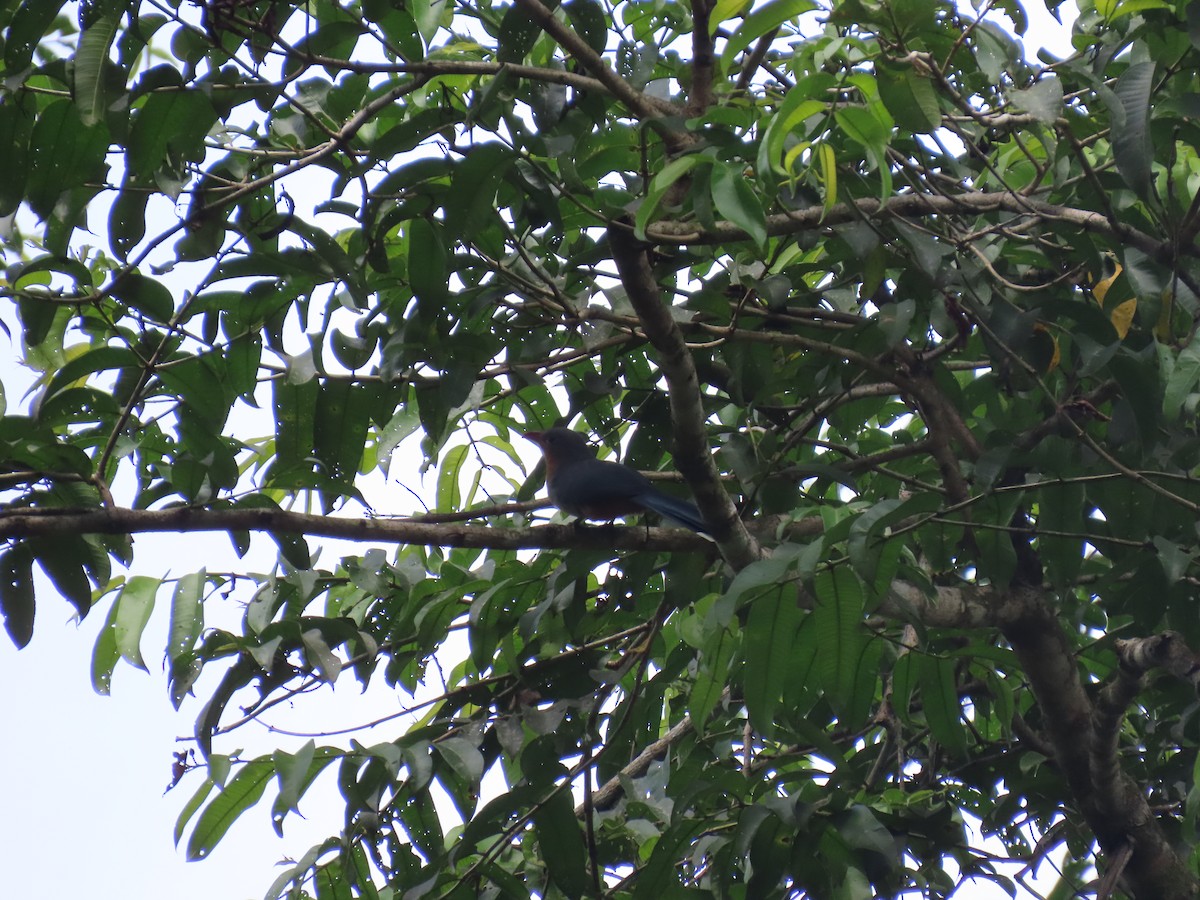 Malcoha Piquirrojo - ML630887347