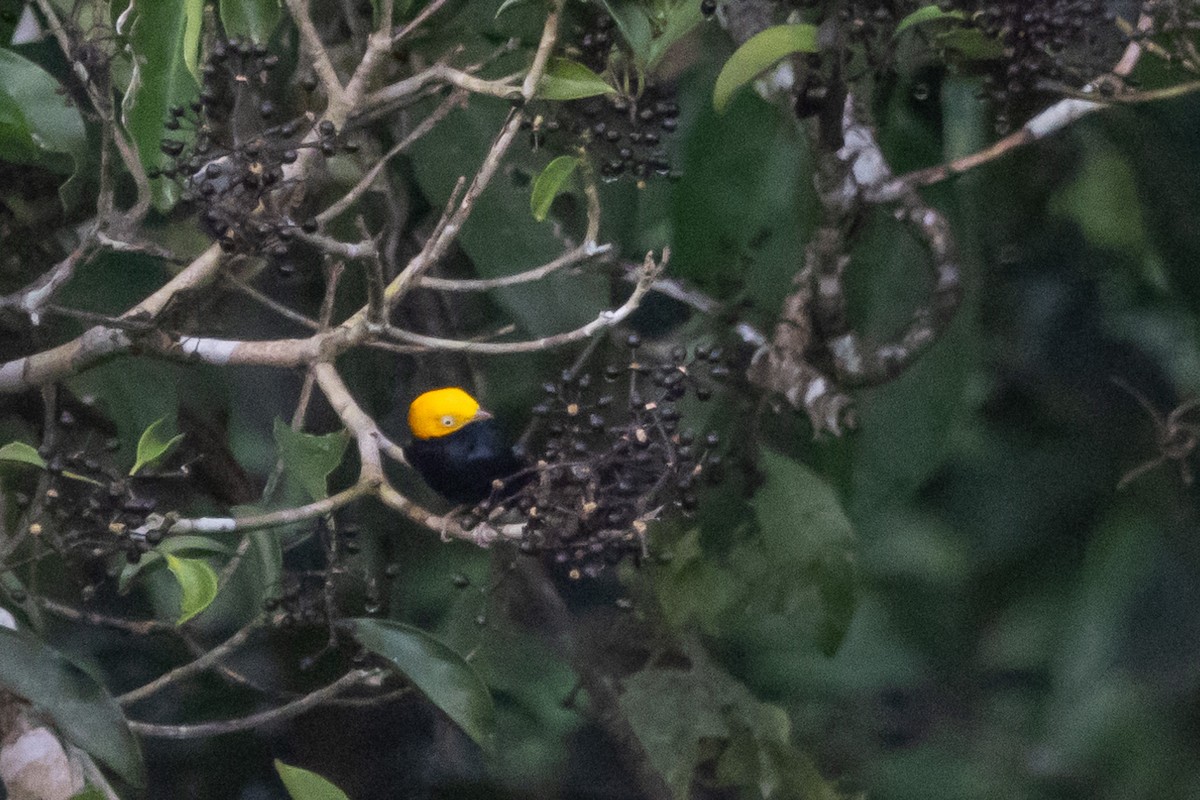 Golden-headed Manakin - ML630887348