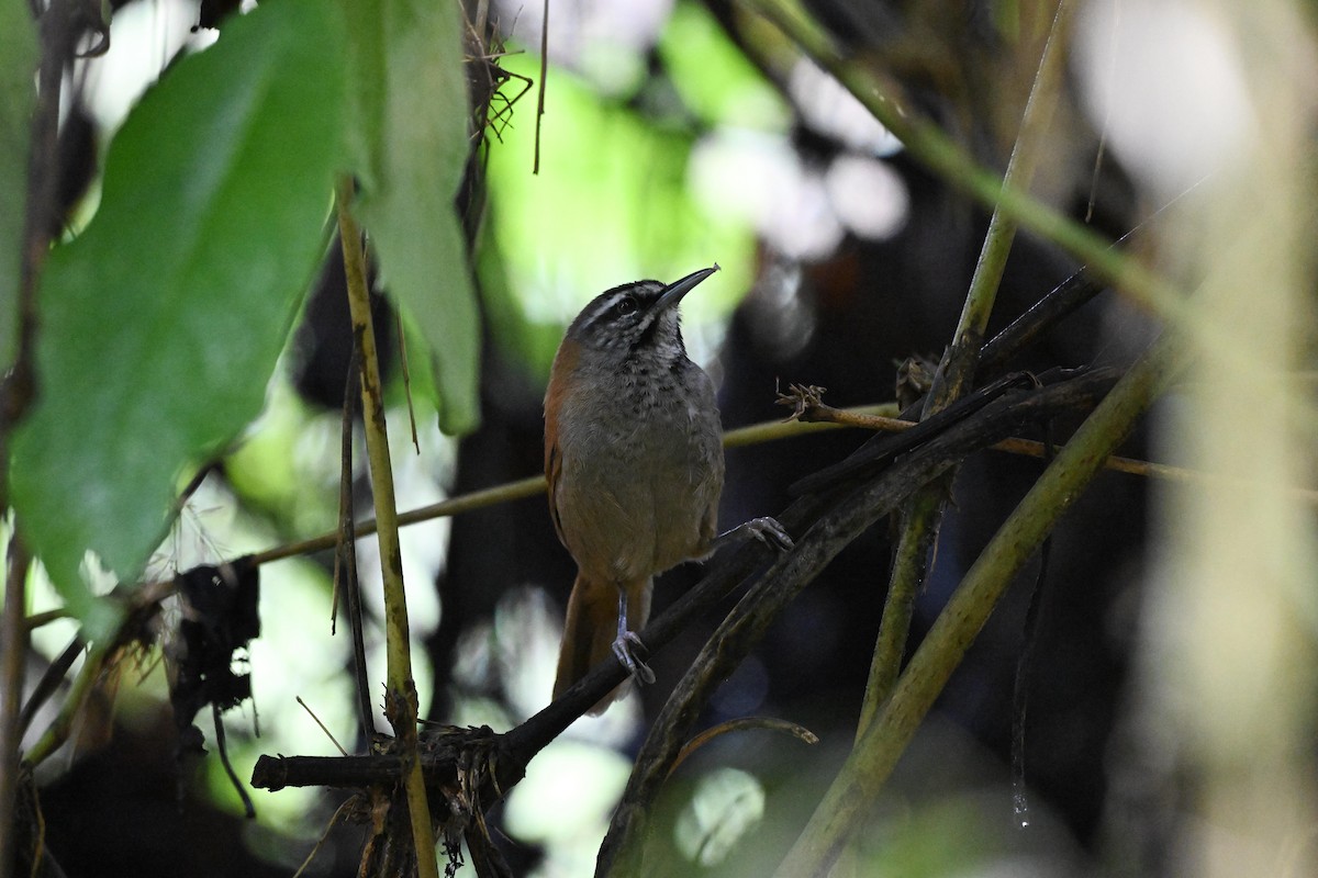 Plain-tailed Wren - ML630887350