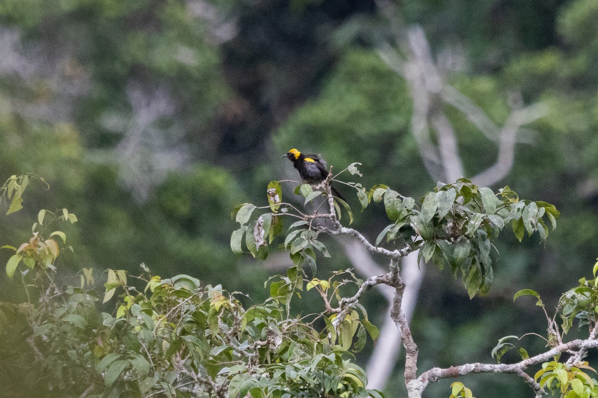 アカカタムクドリモドキ（chrysocephalus） - ML630887621