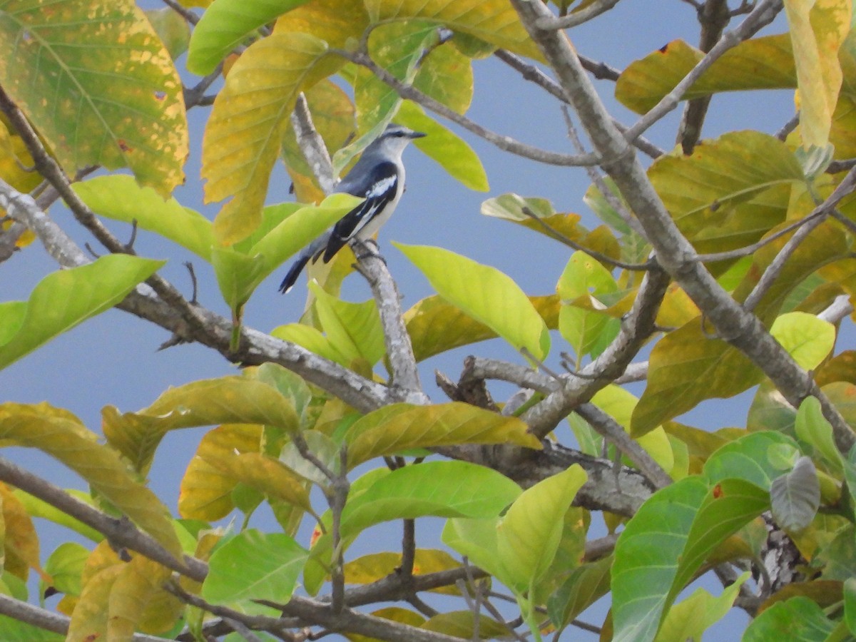 Pied Triller - ML630887709