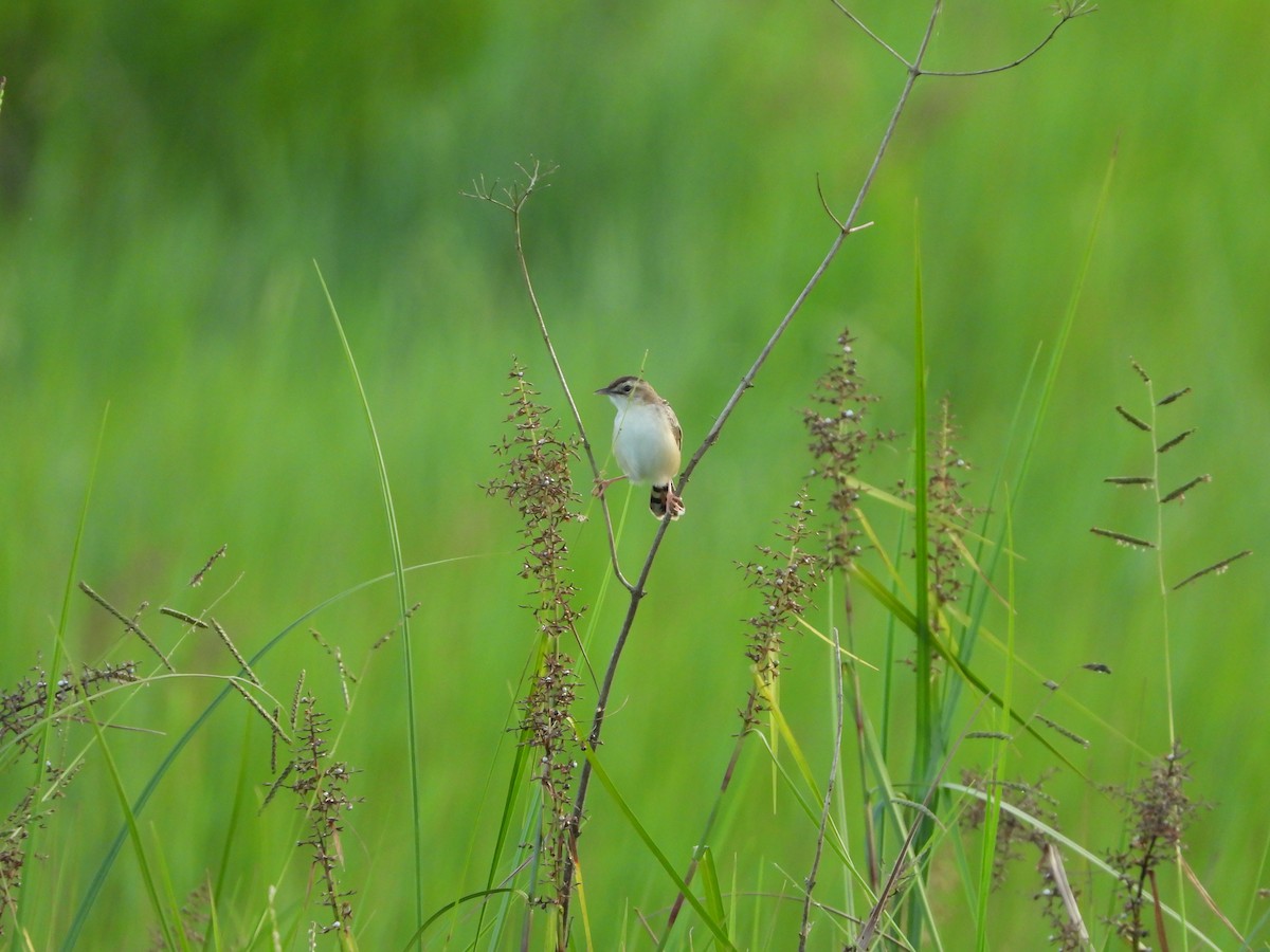 Zitting Cisticola - ML630887728