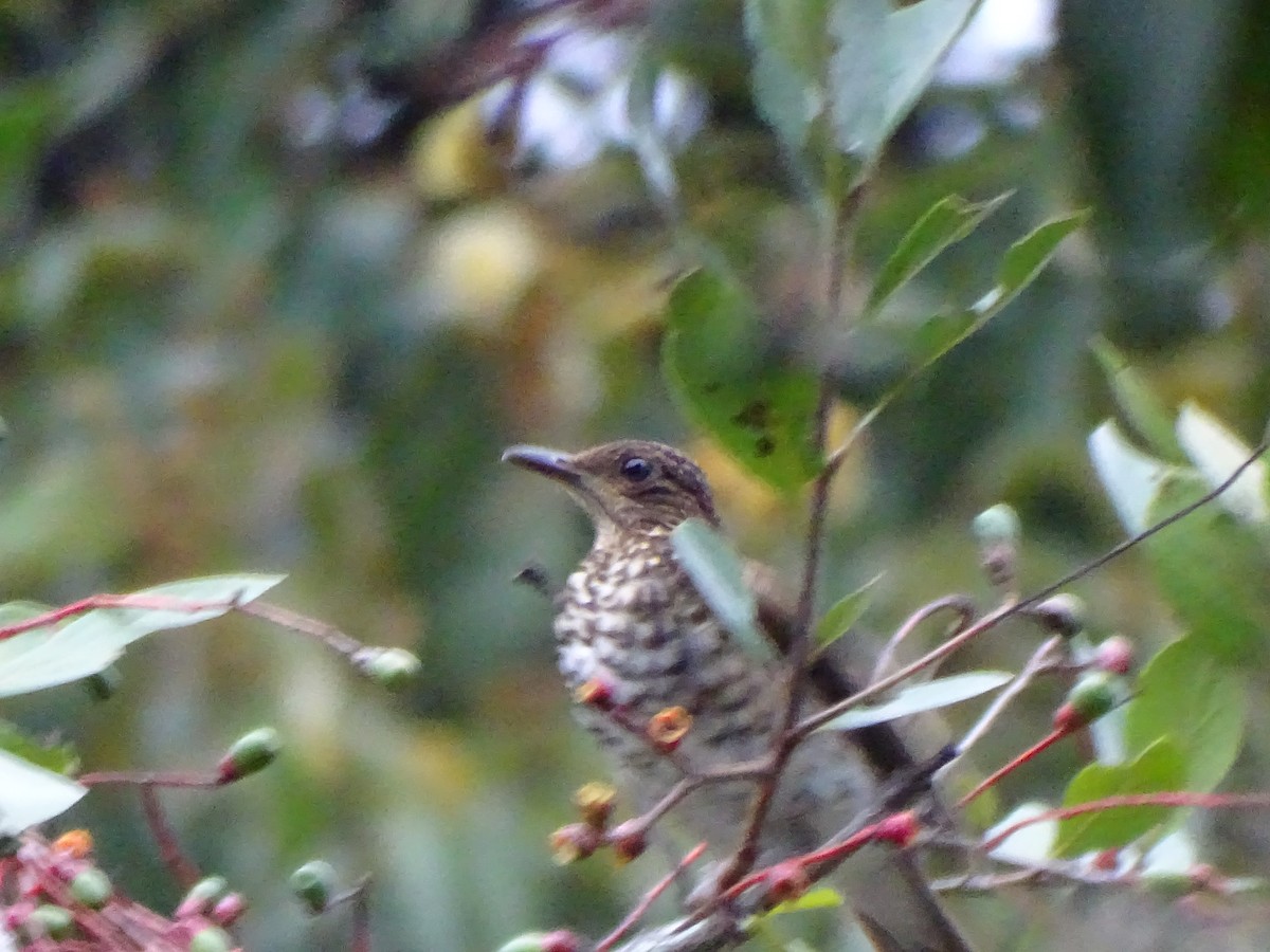Marañon Thrush - ML630887801