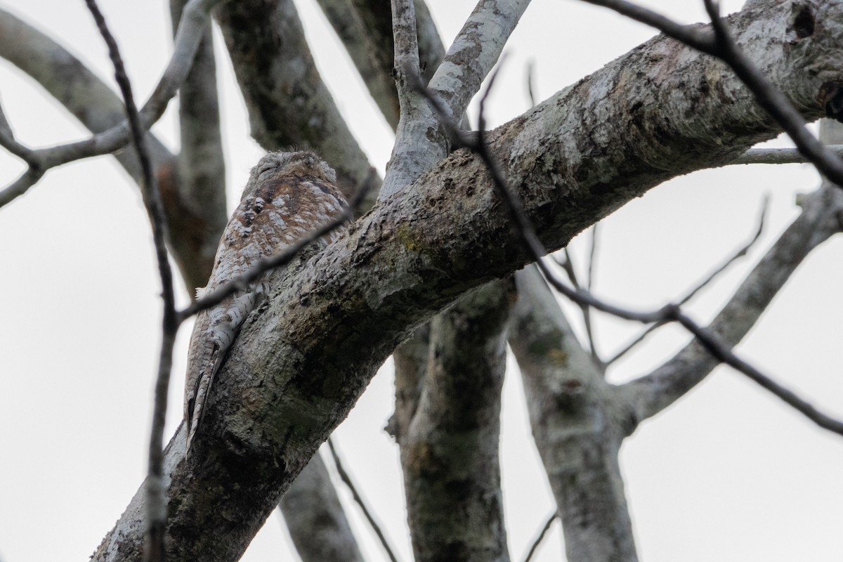 Great Potoo - ML630887982