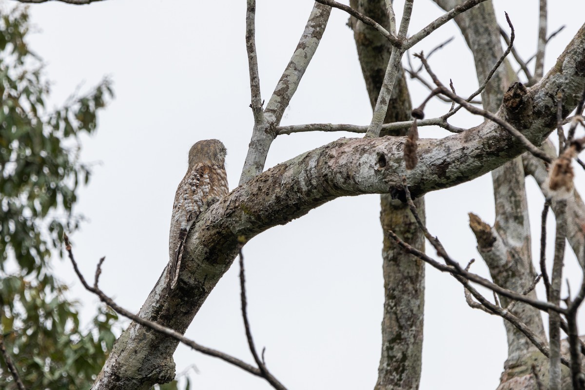 Great Potoo - ML630887983