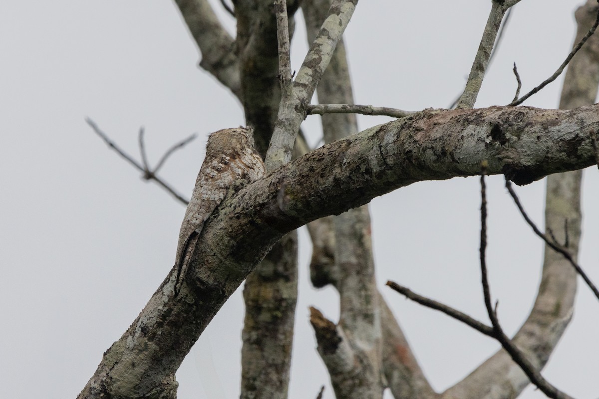 Great Potoo - ML630887985