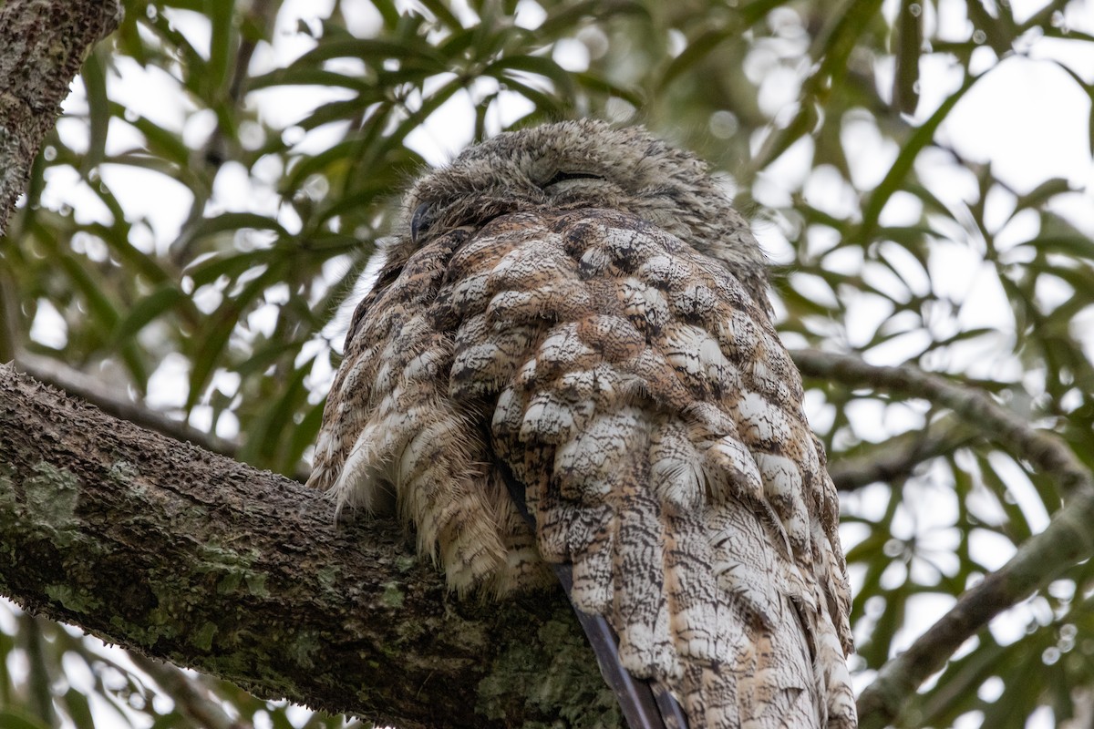 Great Potoo - ML630887986
